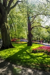 Tulpen, onder andere bij de Keukenhof