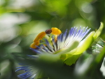 Bokeh is te herkennen aan de ronde zachte bollen die zich in de achtergrond voordoen. Deze bollen worden veroorzaakt door lichtpuntjes in het beeld die door de scherptediepte veranderen in zachtgekleurde bollen.