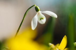 Bloemen in de lente