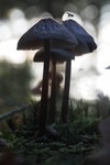 herfstbossen met paddenstoelen, geuren en kleuren van de herfst.