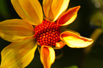 Hortus Botanicus