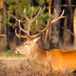 Elk jaar een terugkerend gebeuren, druk maar de moeite waard om een keer mee te maken.
