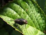 dieren, vlinders e.d.