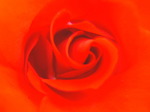 Bloemen en planten Flowers and plants