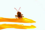enkele foto/s die ik nam van ... insecten