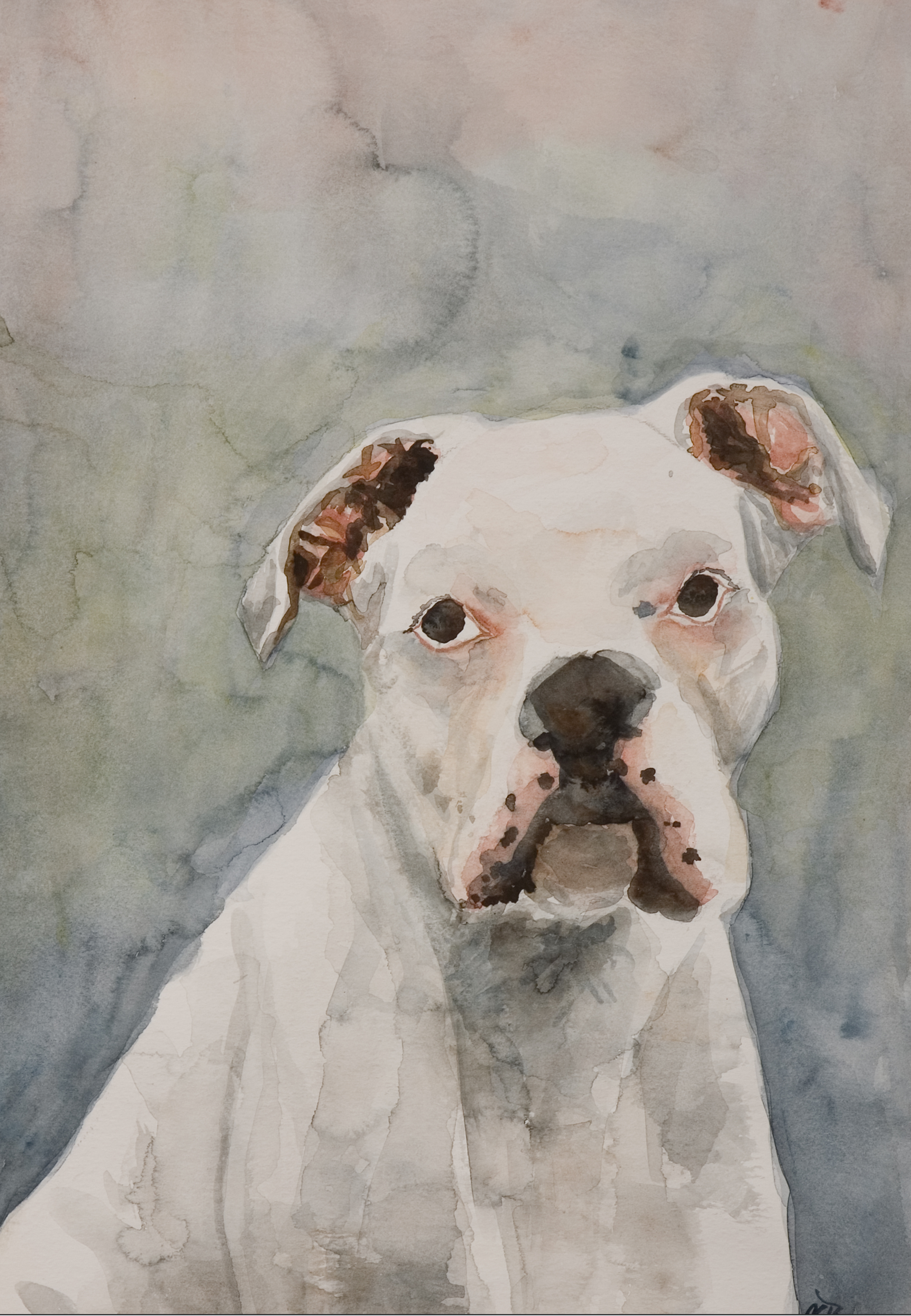 Witte boxer
