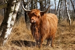 dieren in alle soorten en maten