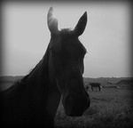 Grootkijken heeft een connotatie met Kleinkijken. Bij dit thema richt ik mij vooral op het landschap en de daarin 'acterende' dieren, in dit geval in het landschap rondom Renkum bij de Telefoonweg op de paarden van ' De Staadegaard' en de koeien van, naar ik meen, boer Peelen.