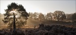 De Brunssummerheide, gelegen in mijn achtertuin is een plek die ik regelmatig bezoek. Zeker in de ochtend is het de moeite meer dan waard.