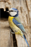 Verzameling van vogels, die op mijn pad komen.