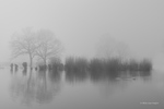 Zwart/wit Landschappen
