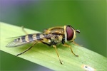 Insecten