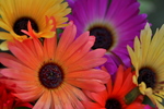 In deze categorie vind je allerlei foto's van bloemen.