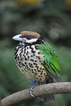 Zomaar wat foto's van dieren die ik in de natuur of in de dierentuin ben tegengekomen.