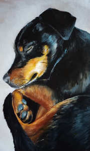 Honden portretten.