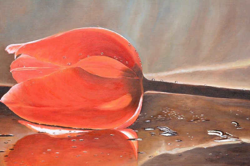 Tulp