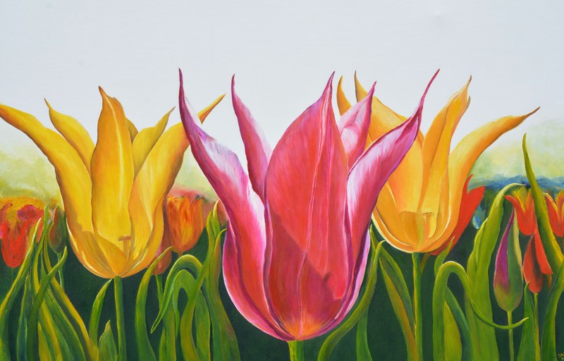 Complementaire Tulpen