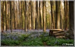 Het bos is een publiekslieveling dankzij het prachtige paarse tapijt van wilde hyacinten, die bloeien rond midden april. Het gevarieerd reliëf zorgt voor heerlijke wandelmogelijkheden en maakt een bezoek aan dit bos meer dan de moeite waard.