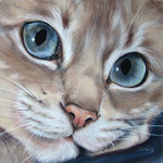 portretten van katten