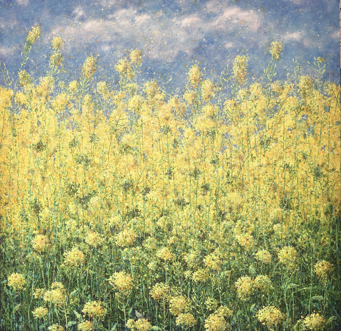 Yellow field