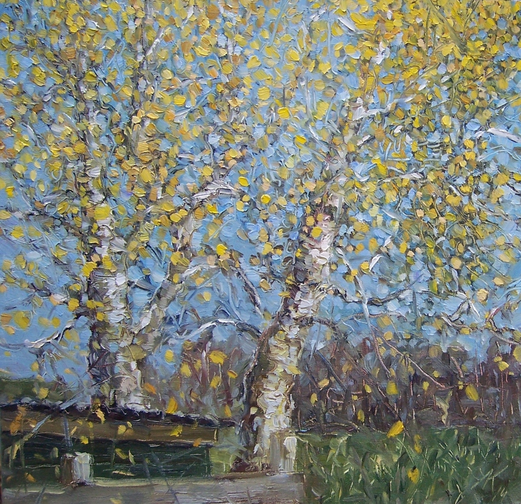 Berkenbomen