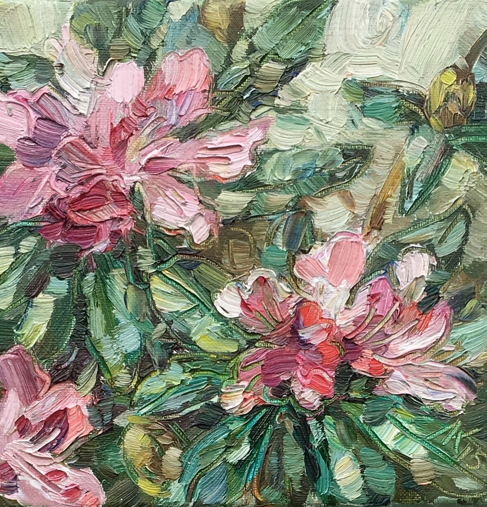 Fleur. Roze. Rhododendron