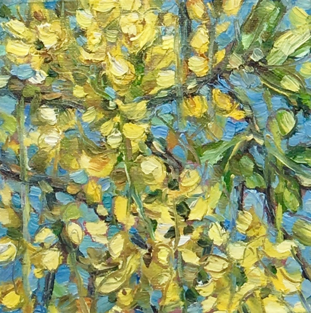 Fleur. Geel. Goudenregen