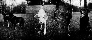 De foto’s heb ik gemaakt met een Russische plastic camera: de Holga. Deze camera heeft zeer beperkte mogelijkheden en ook het resultaat heb je niet zelf in de hand. Lichtvlekken, hoog contrast en onscherpe vlakken zijn tekenend voor de Holga. Door de foto's handmatig (niet helemaal) door te draaien, ontstaan er spannende overlappingen.