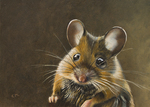 Serie knaagdieren