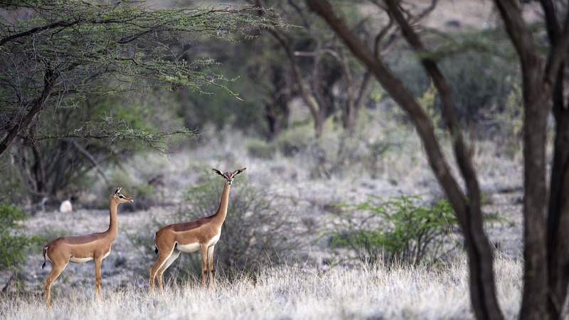 gerenuks in Samburu