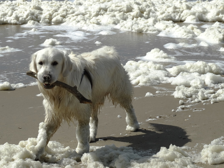 Geboren uit zeeschuim