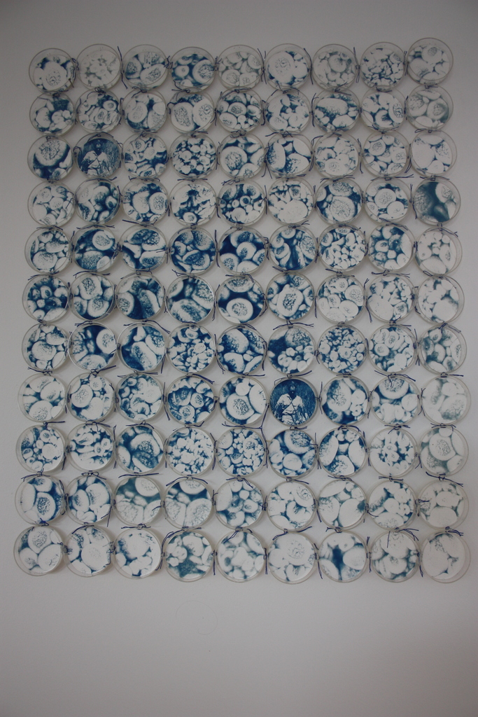 Mossen II