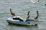 Verschillende vogels