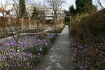 De Costerustuin is één van de meest toegankelijke botanische tuinen van het Gooi. De Costerustuin is sinds 1930 aan de Zonnelaan in Hilversum gevestigd.