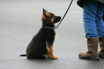 Puppy training