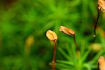 De macro foto's wat ik hier plaats heb ik in de natuur gemaakt. U moet denken aan kleine bloementjes, insekten en vlinders. Hier heb ik per foto de naam van het plant(je) gegeven en eventueel uitleg er bij gegeven. De macrofoto's die hier staan staan ook te koop in de Foto shop in de foto map Macro Natuur.