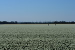 Ik plaats in deze groep natuurfoto's uit verschillende categorieën. Het kan zijn dat er foto's met tulpen voor komen of zomerse strand foto's.