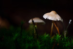 Deze foto's heb ik op 5 oktober 2019 gemaakt in de Leuvenumse bos. Het zijn voornamelijk macrofoto's van paddenstoelen die ik heb gemaakt. De foto's n deze map zijn te bestellen via Werk Aan De Muur, de links staan in de omschrijving van de foto's.