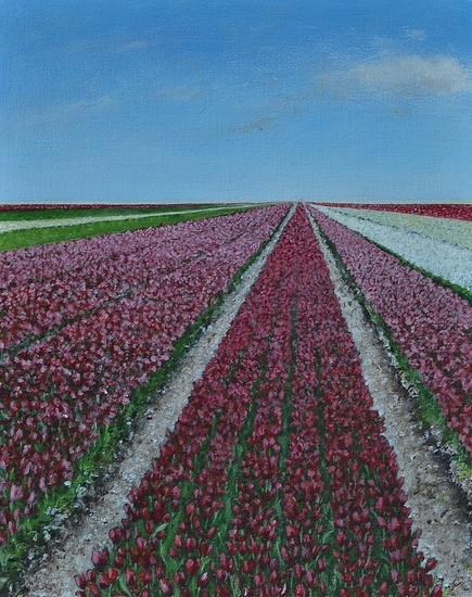 Tulpenvelden: Rood, Wit en Groen