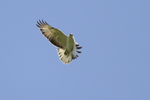 In de Franse Bourgogne, waar de fotografie begon, was één van de eerste roofvogels die ik fotografeerde een nagenoeg witte Buizerd. De kwaliteit van de foto is niet geweldig, maar de herinnering wel.
