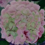 Aquarellen en schilderijen van bloemen die buiten zijn geschilderd of van een foto. Soms is enkel een plant- of bloemmotief te vinden verwerkt in een collageachtig geheel.