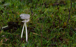 Mooi natuurgebied in de duinen tussen Noordwijk en Zantvoort