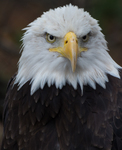 In Grand Teton en Yellostone kun je een grote hoeveelheid dieren in het wild tegenkomen. Ik heb een aantal hiervan vastgelegd.