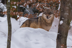 Workshop Bayerische Wald met Marco de Paauw / Wildife Images
