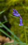 Hallerbos