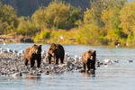 In September 2018 ben ik naar Alaska geweest en heb daar weer veel foto's van wildlife gemaakt.