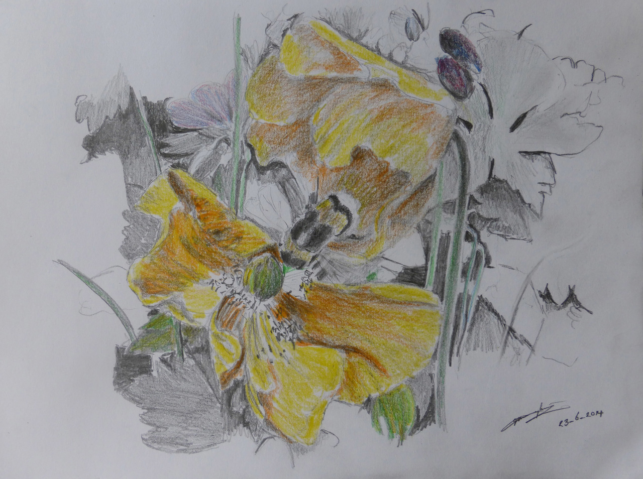 Papavers