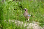 Met een tweetal vrienden in een schuilhut vogels van dichtbij gefotografeerd.