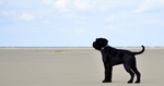 Verschillende honden die op de foto zijn gezet.