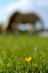 Foto's van verschillende paarden die voor mijn lens zijn gekomen. Waaronder mijn eigen fjordje